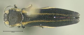 Media type: image;   Entomology 611735 Aspect: habitus dorsal view